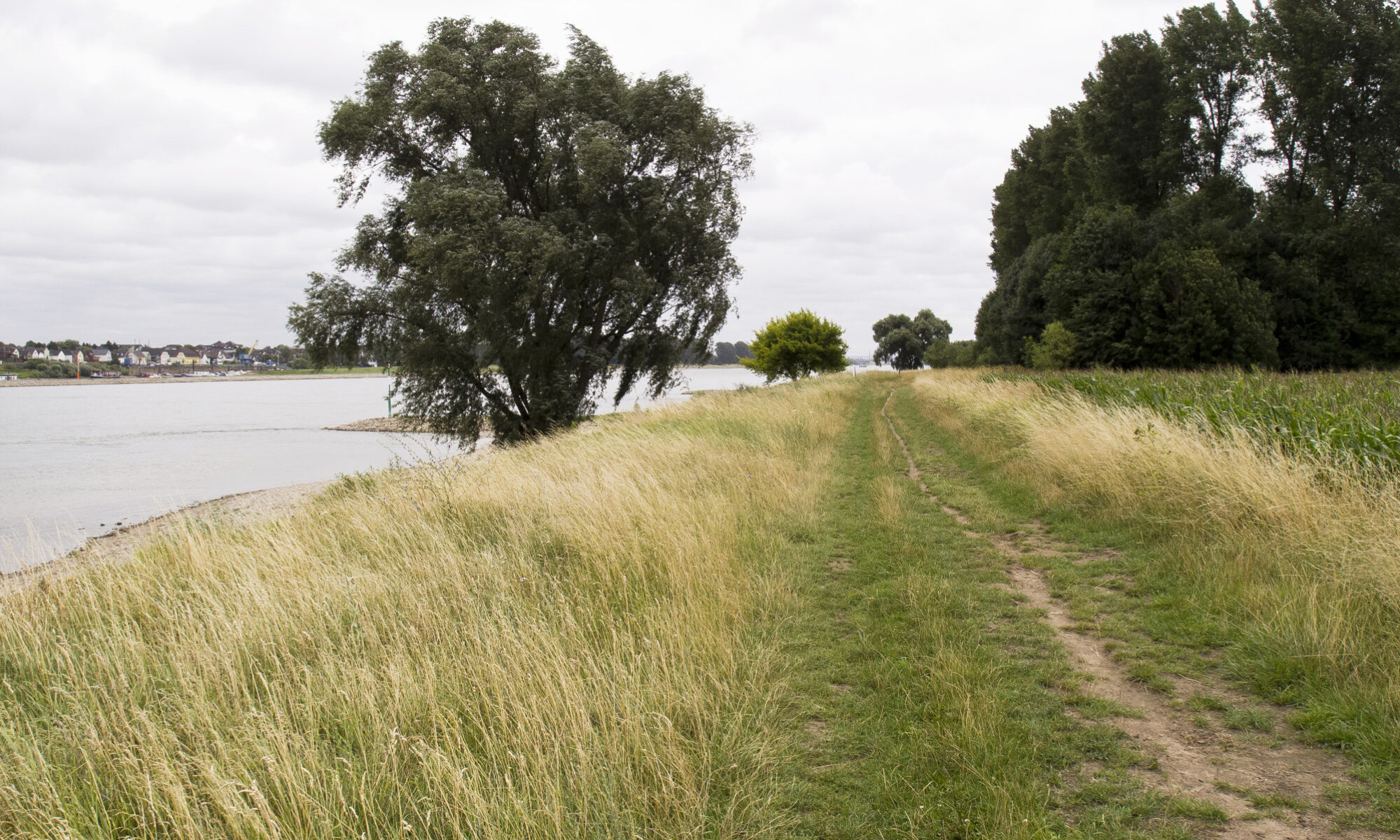 Weg am Rheinufer